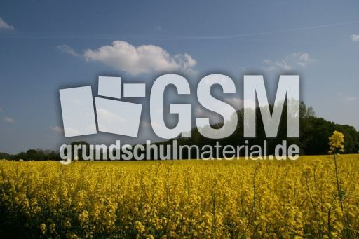 Rapsfeld_3048.jpg